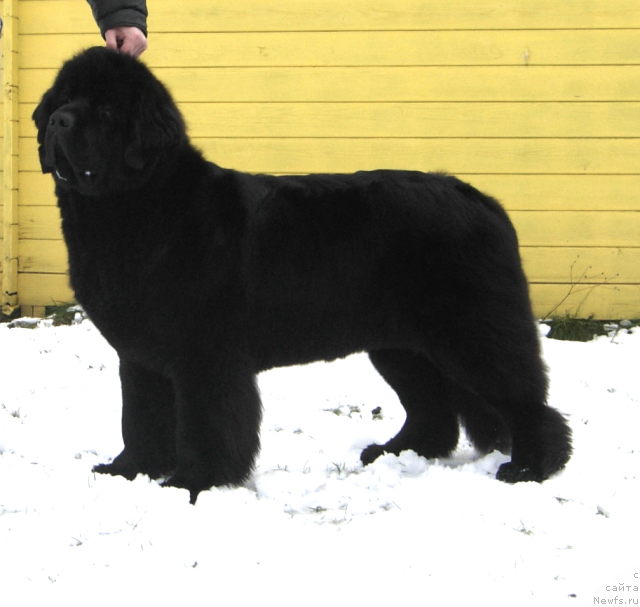 Фото: ньюфаундленд Skippers Only You for Smigar