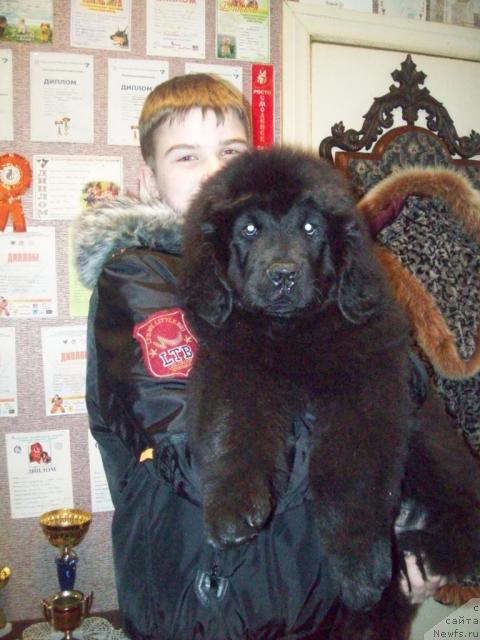 Фото: ньюфаундленд Osenniy Poceluy (Осенний Поцелуй), и Борис