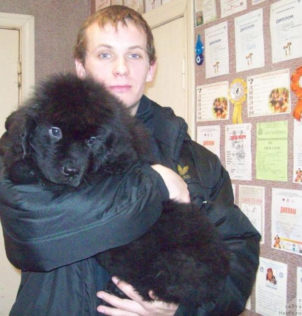 Фото: ньюфаундленд Serdechnyiy Drug (Сердечный Друг), и Максим