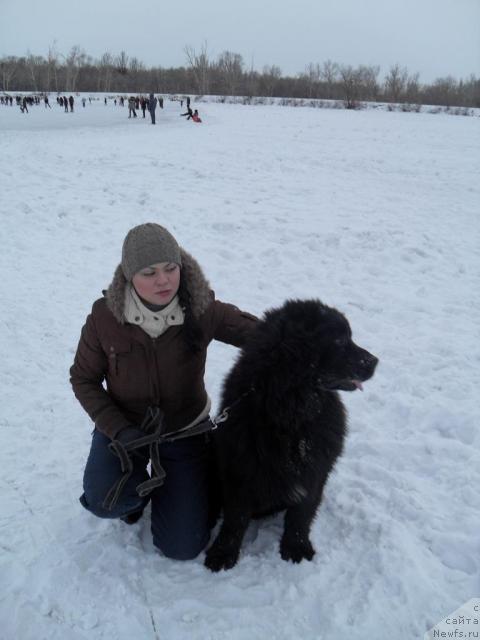 Фото: ньюфаундленд Londonskiy Dendi (Лондонский Денди), ньюфаундленд Londonskiy Dendi (Лондонский Денди)
