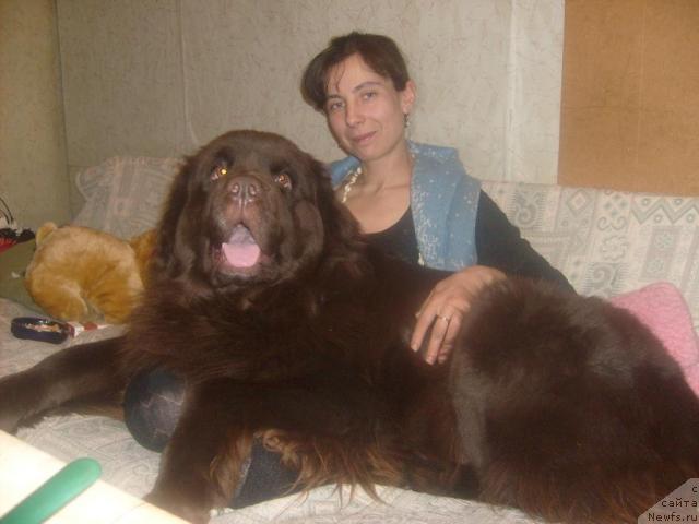 Фото: ньюфаундленд Fann'yuf Akudzyava Nazarovna (Фанньюф Акудзява Назаровна), Oksana Volkova (Оксана Волкова)