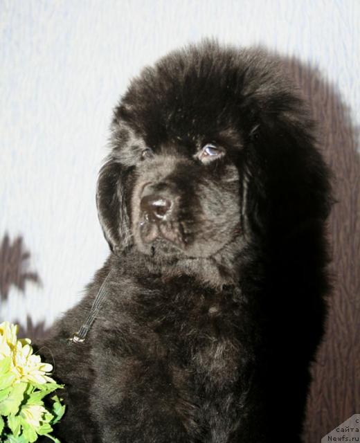 Фото: ньюфаундленд Beguschaya po Volnam Stardust (Бегущая по Волнам Стардуст)