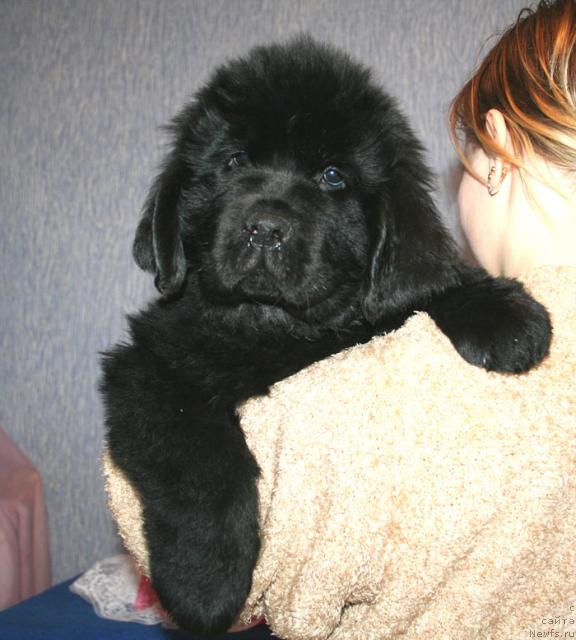 Фото: ньюфаундленд Beguschaya po Volnam Stardust (Бегущая по Волнам Стардуст)