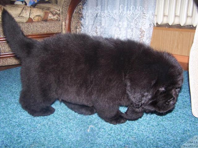 Фото: ньюфаундленд Akvatoriya Kelvin Leonard YEyler (Акватория Келвин Леонард Эйлер)