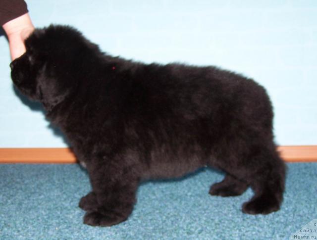 Фото: ньюфаундленд Akvatoriya Kelvin Leonard YEyler (Акватория Келвин Леонард Эйлер)