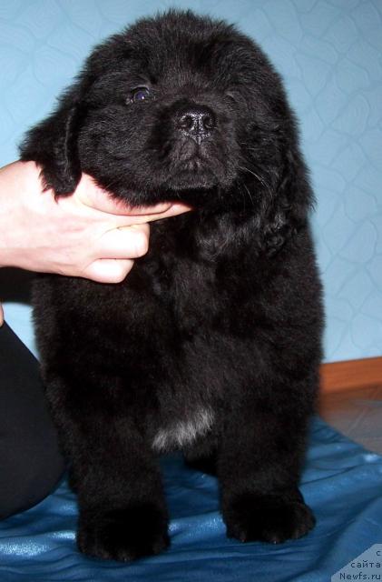 Фото: ньюфаундленд Akvatoriya Kelvin Leonard YEyler (Акватория Келвин Леонард Эйлер)