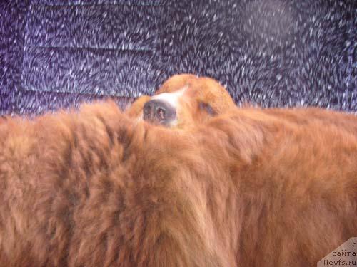 Фото: ньюфаундленд Stardi (Старди)