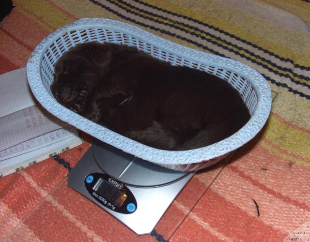 Фото: ньюфаундленд Barhatka Roskoshnaya (Бархатка Роскошная)