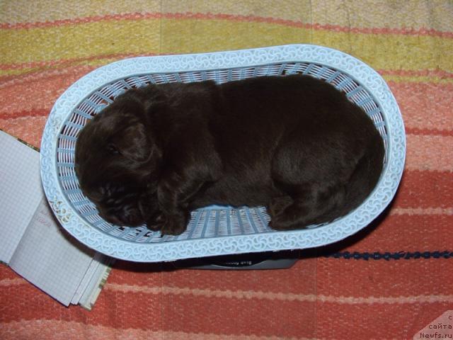 Фото: ньюфаундленд Barhatka Roskoshnaya (Бархатка Роскошная)