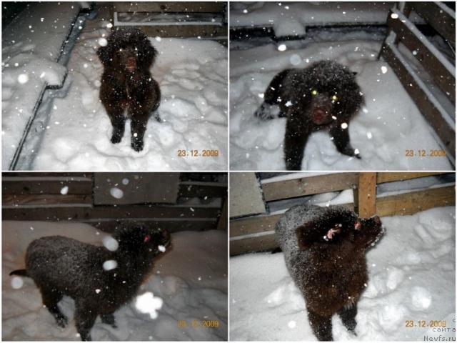 Фото: ньюфаундленд Rafayella Beatrichchi (Рафаэлла Беатриччи)