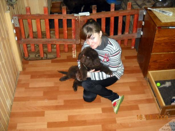 Фото: ньюфаундленд Rafayella Beatrichchi (Рафаэлла Беатриччи)