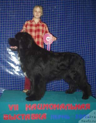 Фото: ньюфаундленд Touchlight Black Fidget (Точлайт Блэк Фиджит), Elena Gorbunova (Елена Горбунова)