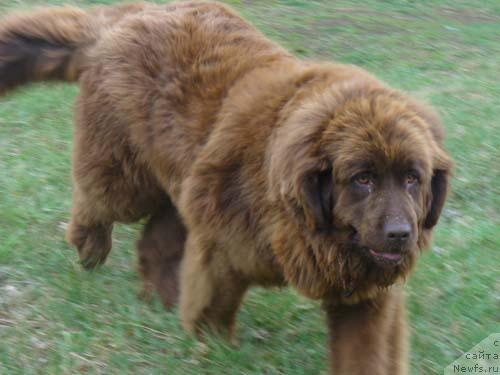 Фото: ньюфаундленд Stardi (Старди)