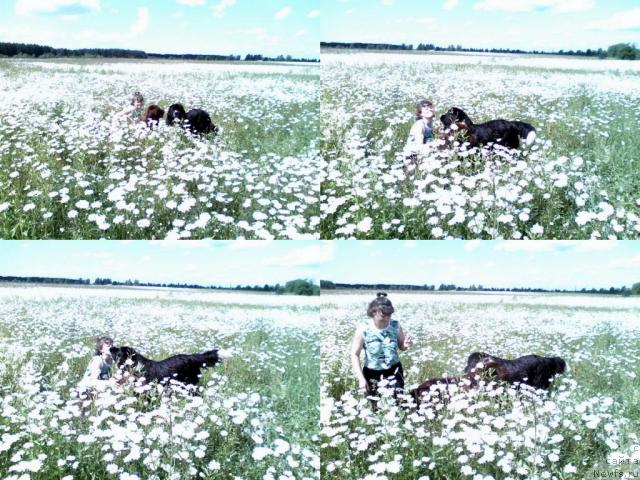 Фото: ньюфаундленд Bond (Бонд), ньюфаундленд Pitern'yuf Jelannaya Moya (Питерньюф Желанная Моя)