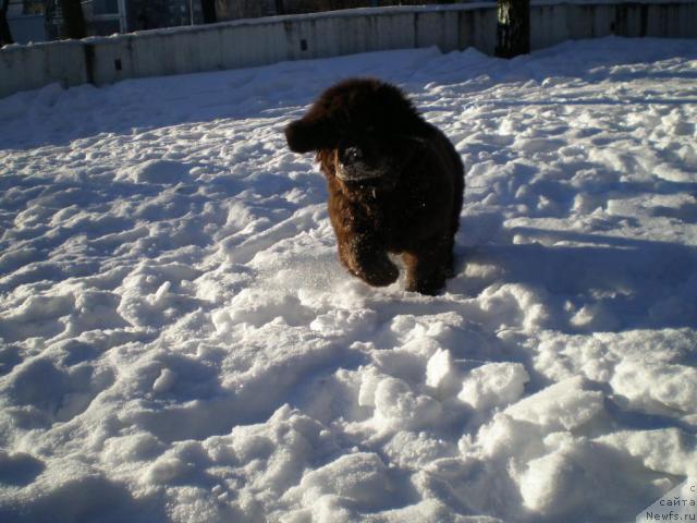 Фото: ньюфаундленд Chernyi Sharm Angel'skaya Krasota (Черный Шарм Ангельская Красота)