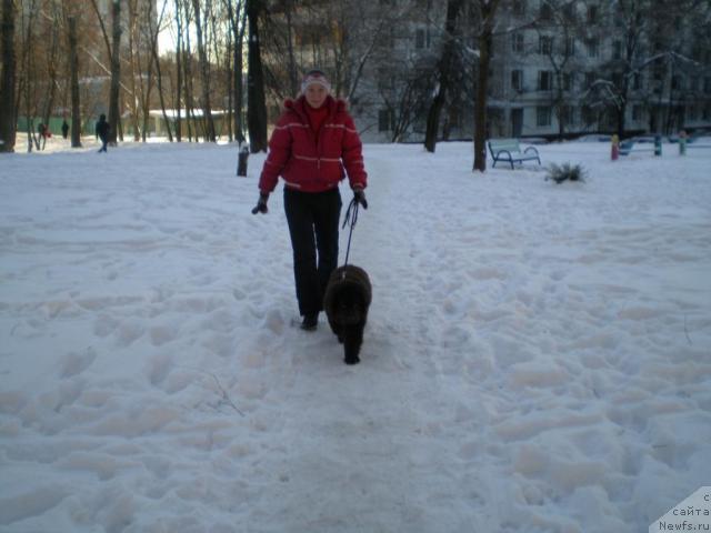 Фото: Tat'yana Rozanova (Татьяна Розанова), ньюфаундленд Chernyi Sharm Angel'skaya Krasota (Черный Шарм Ангельская Красота)