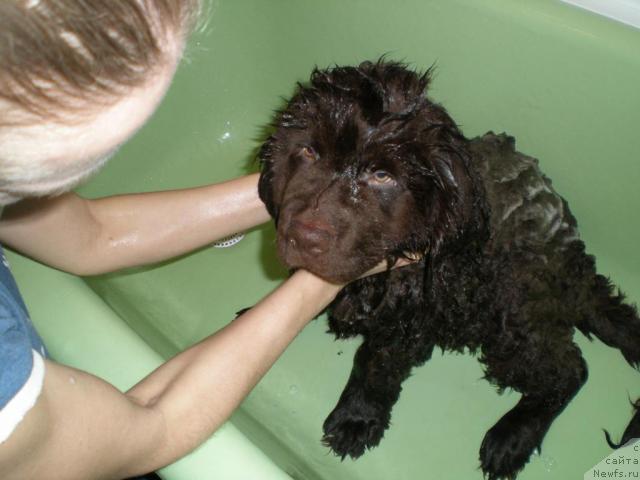 Фото: Tat'yana Rozanova (Татьяна Розанова), ньюфаундленд Chernyi Sharm Angel'skaya Krasota (Черный Шарм Ангельская Красота)