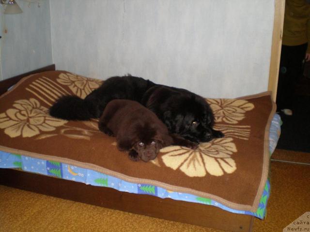 Фото: ньюфаундленд Chernyi Sharm Angel'skaya Krasota (Черный Шарм Ангельская Красота), ньюфаундленд CHansi iz Zolotogo Treugol'nika (Чанси из Золотого Треугольника)