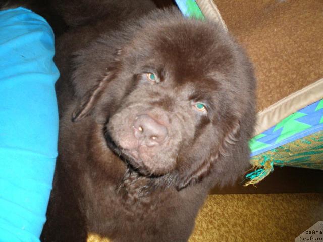 Фото: ньюфаундленд Chernyi Sharm Angel'skaya Krasota (Черный Шарм Ангельская Красота)