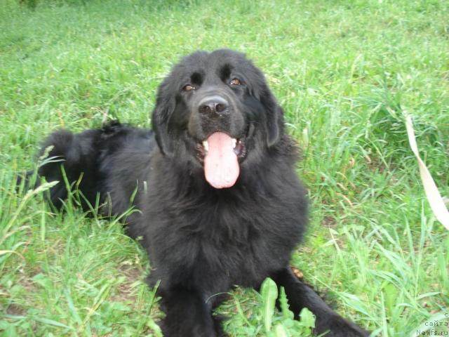 Фото: ньюфаундленд Klassika SHik (Классика Шик), ньюфаундленд Klassika SHik (Классика Шик)