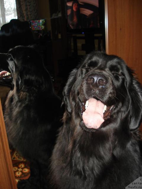 Фото: Классика Шик, ньюфаундленд Klassika SHik (Классика Шик)