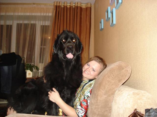 Фото: Классика Шик, ньюфаундленд Klassika SHik (Классика Шик)