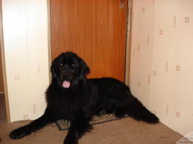 Фото: Шика, ньюфаундленд Klassika SHik (Классика Шик)
