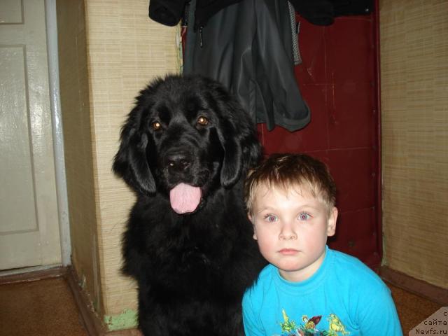 Фото: Классика Шик, ньюфаундленд Klassika SHik (Классика Шик)