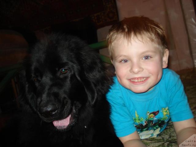 Фото: Шика, ньюфаундленд Klassika SHik (Классика Шик)