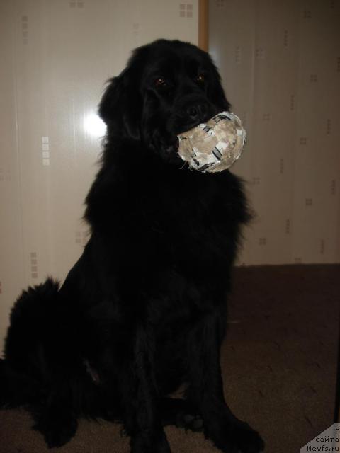 Фото: Шика, ньюфаундленд Klassika SHik (Классика Шик)