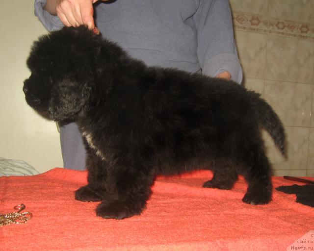 Фото: ньюфаундленд Porter s Berega Dona (Портер с Берега Дона)