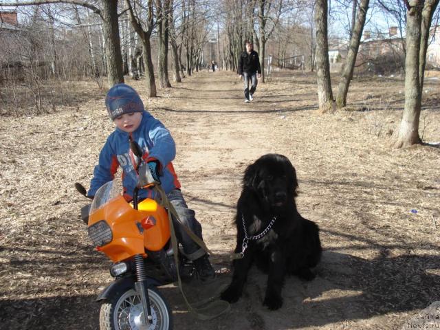 Фото: Шика, ньюфаундленд Klassika SHik (Классика Шик)