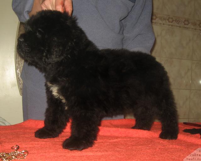 Фото: ньюфаундленд Porter s Berega Dona (Портер с Берега Дона)