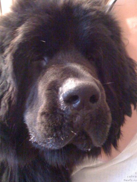 Фото: ньюфаундленд Sent Djons Redjinal'd Fildi Arvizu (Сент Джонс Реджинальд Филди Арвизу)