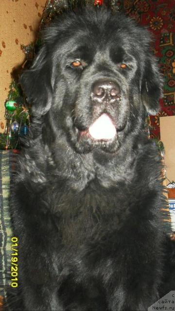 Фото: ньюфаундленд Roksana Ledi Sovershenstvo (Роксана Леди Совершенство)