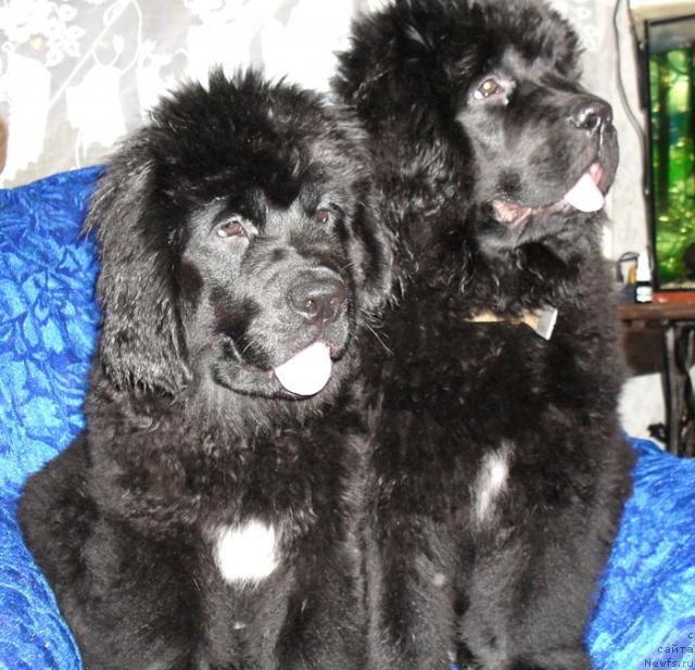 Фото: ньюфаундленд Beguschaya po Volnam Revolution a la Rus (Бегущая по Волнам Револутион а ла Рус), ньюфаундленд Beguschaya po Volnam Razve YEtogo Malo (Бегущая по Волнам Разве Этого Мало)