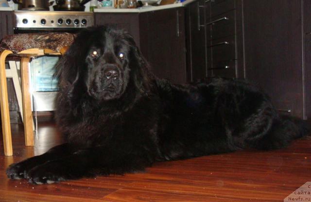 Фото: ньюфаундленд Lyubimaya Medvedica Moya (Любимая Медведица Моя)