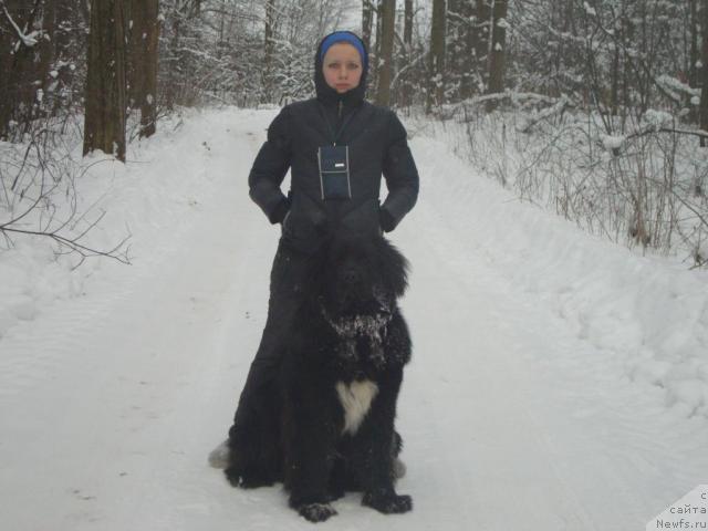 Фото: ньюфаундленд Plyushevaya Panda Pekinskiy Talisman (Плюшевая Панда Пекинский Талисман), ньюфаундленд Plyushevaya Panda Pekinskiy Talisman (Плюшевая Панда Пекинский Талисман), Anastasiya Kondakova (Анастасия Кондакова)