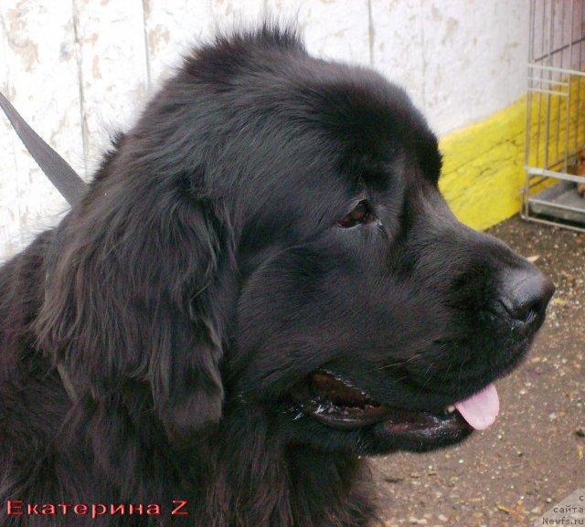 Фото: ньюфаундленд Akvatoriya Kelvin Garmoniya (Акватория Келвин Гармония)