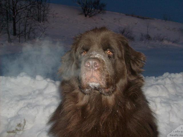 Фото: ньюфаундленд Fann'yuf Akudzyava Nazarovna (Фанньюф Акудзява Назаровна)