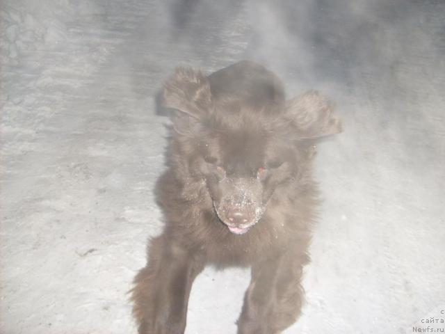 Фото: ньюфаундленд Fann'yuf Akudzyava Nazarovna (Фанньюф Акудзява Назаровна)