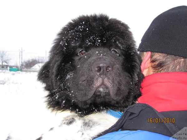 Фото: ньюфаундленд Plyushevaya Panda Stil'-Sankt-Peterburga (Плюшевая Панда Стиль-Санкт-Петербурга)