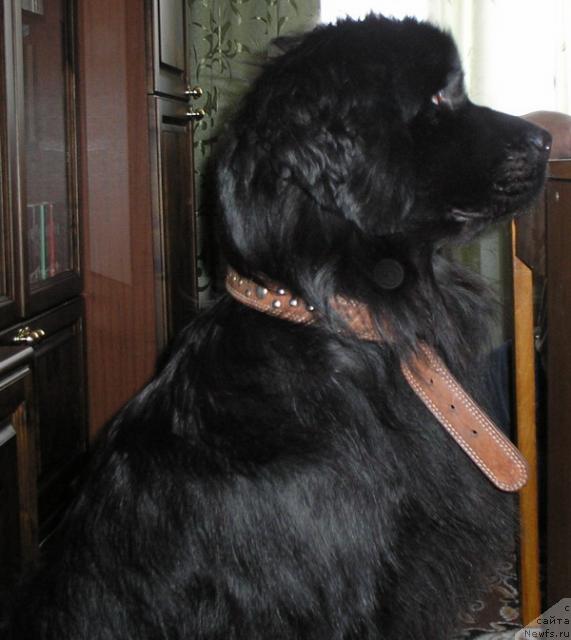 Фото: ньюфаундленд Zimnyaya Vishnya iz Tihogo Omuta (Зимняя Вишня из Тихого Омута)