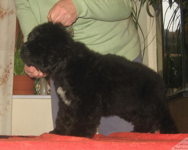 Фото: ньюфаундленд Parker s Berega Dona (Паркер с Берега Дона)