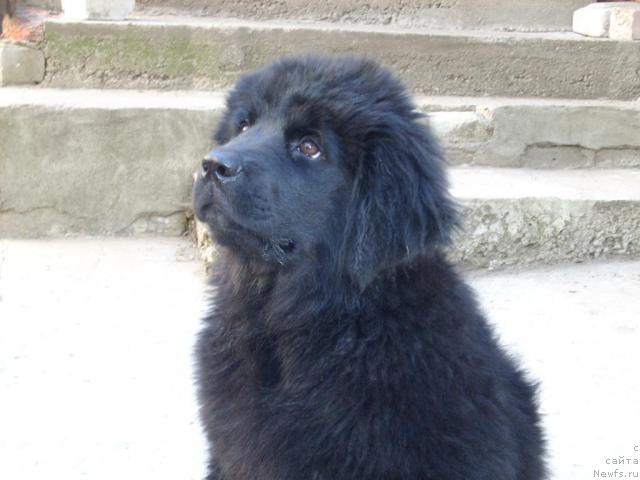 Фото: ньюфаундленд Baffi Premium (Баффи Премиум)