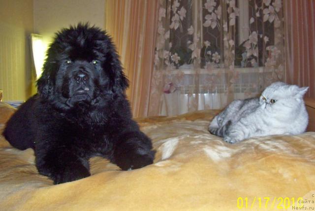 Фото: ньюфаундленд Beguschaya po Volnam Ritm yend Blyuz (Бегущая по Волнам Ритм энд Блюз)