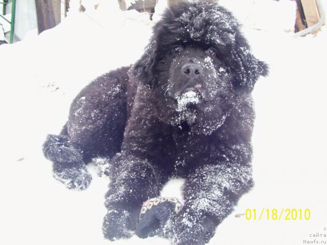 Фото: ньюфаундленд Beguschaya po Volnam Ritm yend Blyuz (Бегущая по Волнам Ритм энд Блюз)