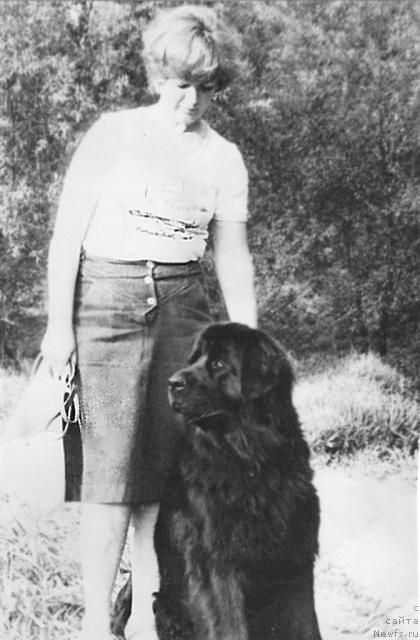 Фото: ньюфаундленд Ayna Evi (Айна Еви)