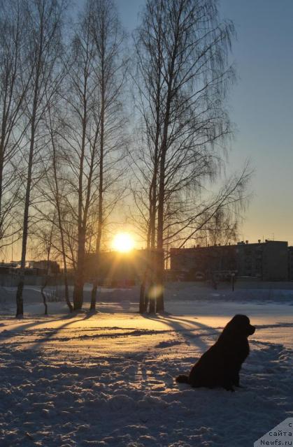 Фото: ньюфаундленд Formula Lyubvi ot Sibirskogo Medvedya (Формула Любви от Сибирского Медведя)