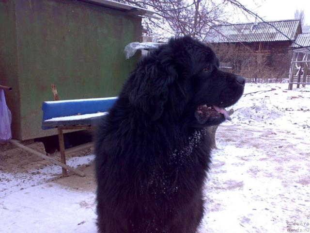 Фото: ньюфаундленд Riana Moya Mechta (Риана Моя Мечта)